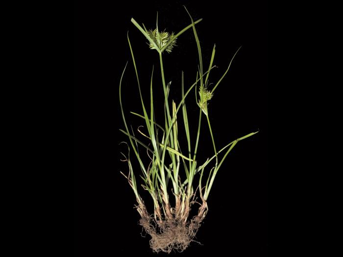 Souchet hispide(Cyperus strigosus)_1