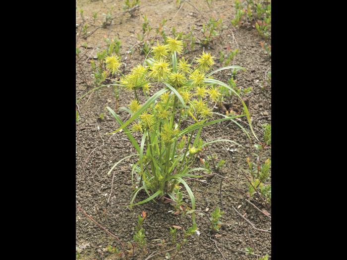 Souchet hispide(Cyperus strigosus)_3