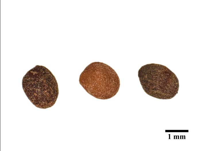 Cuscutes(Cuscuta)_10