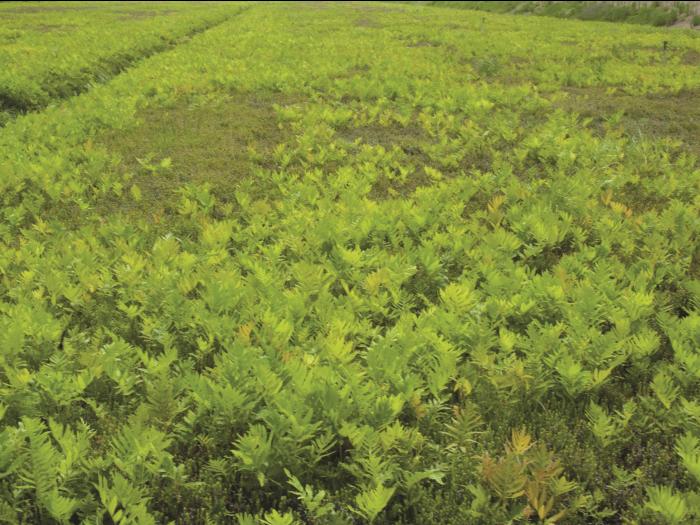 Onoclée sensible (Onoclea sensibilis)_4