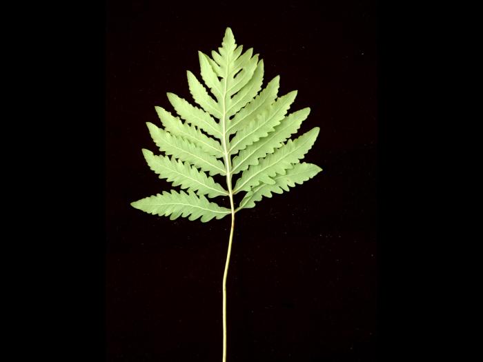 Onoclée sensible (Onoclea sensibilis)_6