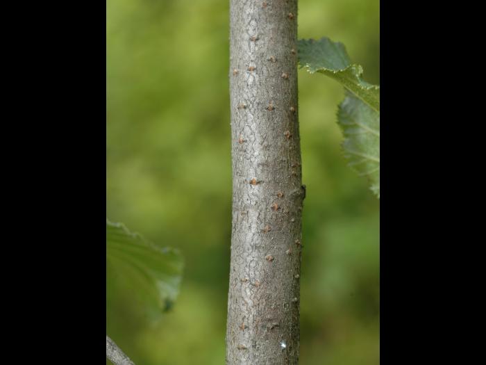 Aulne crispé(Alnus alnobetula)_5