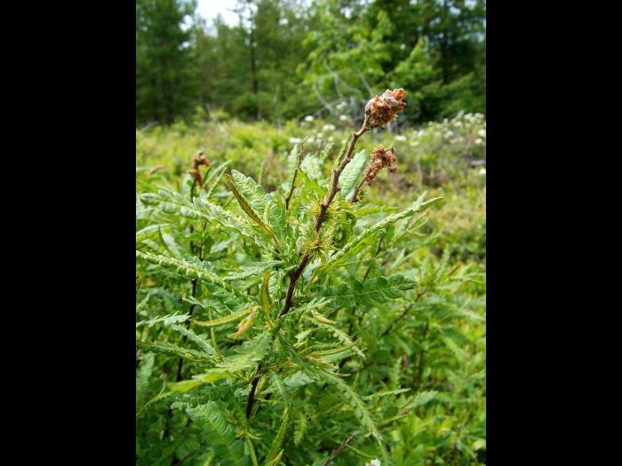 Comptonie voyageuse(Comptonia peregrina)_1
