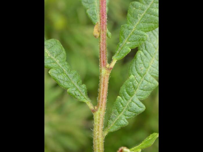 Comptonie voyageuse(Comptonia peregrina)_7