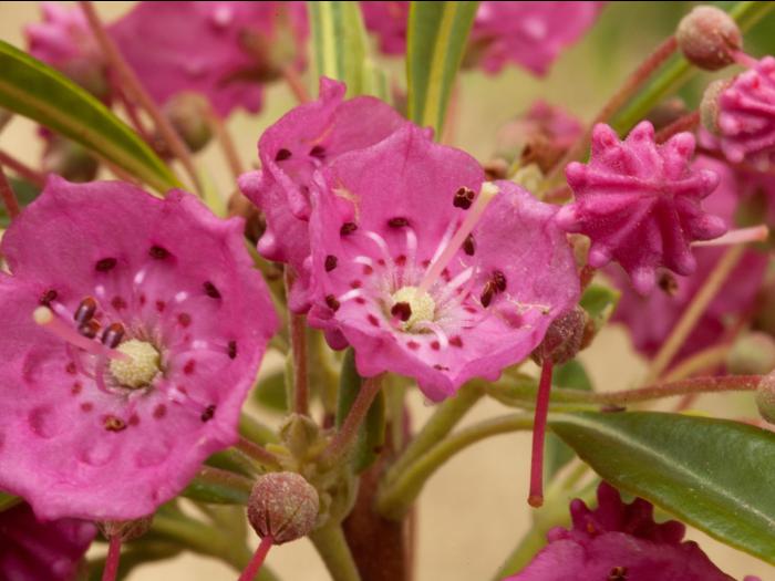 Kalmia feuilles étroites (Kalmia angustifolia)_2