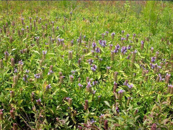 Brunelle vulgaire(Prunella vulgaris)_9