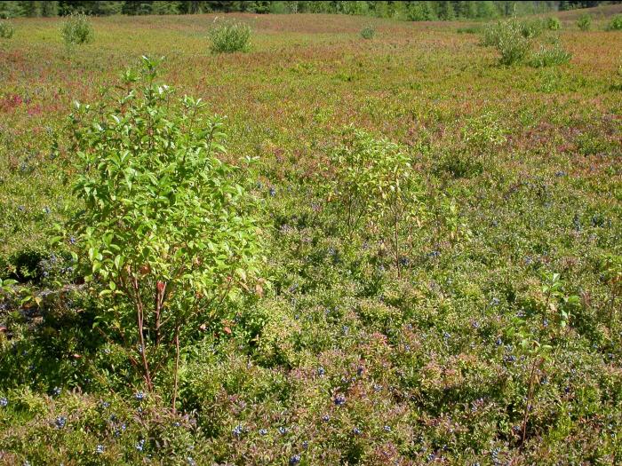 Cerisier Pennsylvanie(Prunus pensylvanica)_7