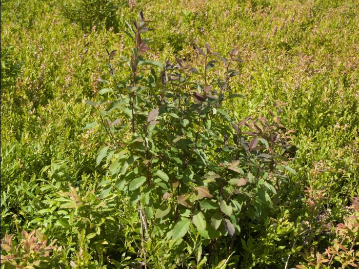 Némopanthe mucroné (Ilex mucronata)_1