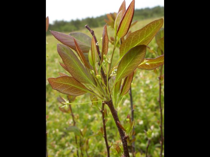 Némopanthe mucroné (Ilex mucronata)_3
