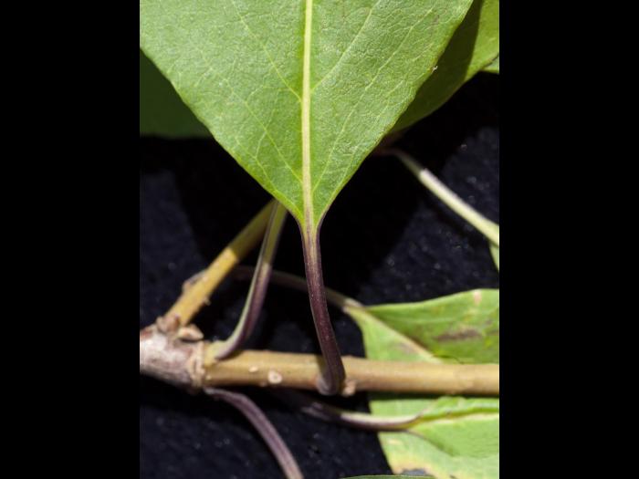 Némopanthe mucroné (Ilex mucronata)_6