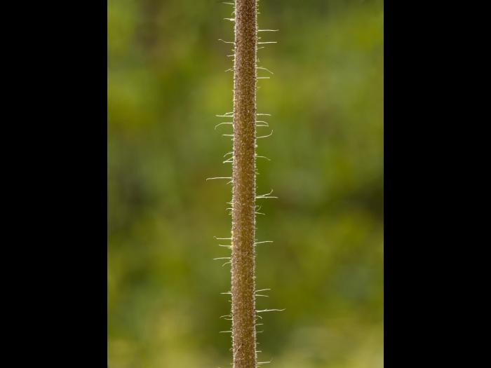 Épervière prés(Pilosella caespitosa)_3