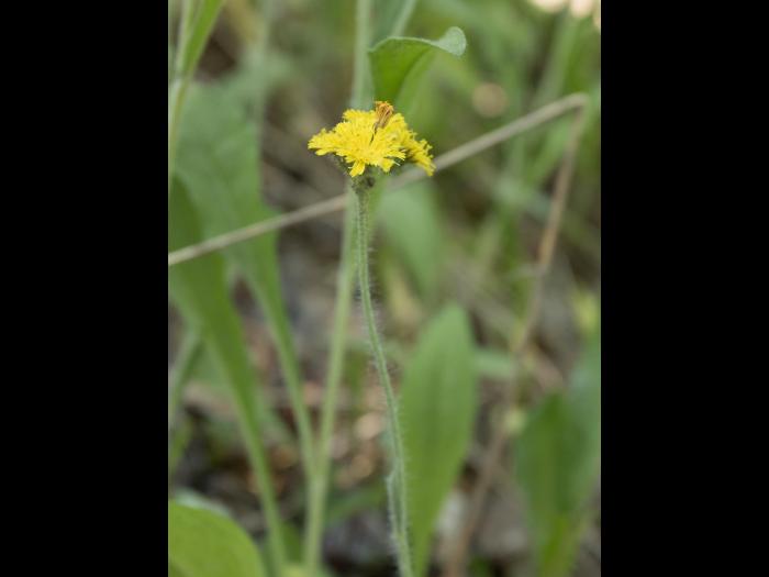 Épervière prés(Pilosella caespitosa)_5
