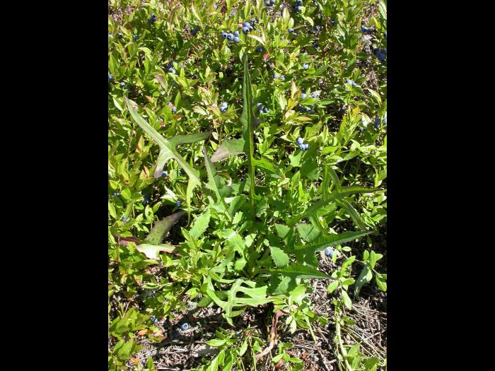 Laitue Canada (Lactuca canadensis)_4