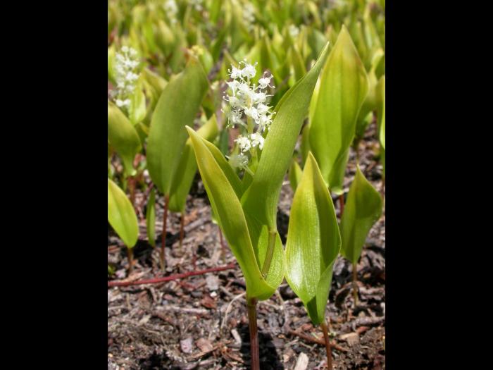 Maianthème Canada (Maianthemum canadense)_1