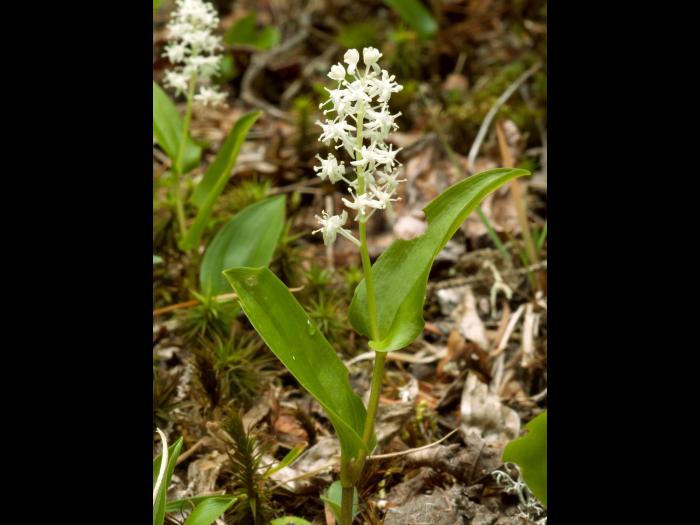 Maianthème Canada (Maianthemum canadense)_3