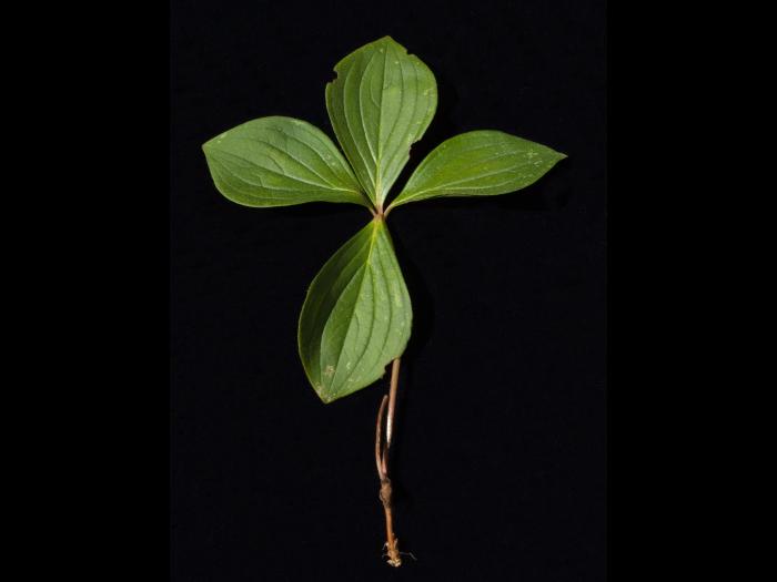 Quatre temps (Cornus canadensis)_4