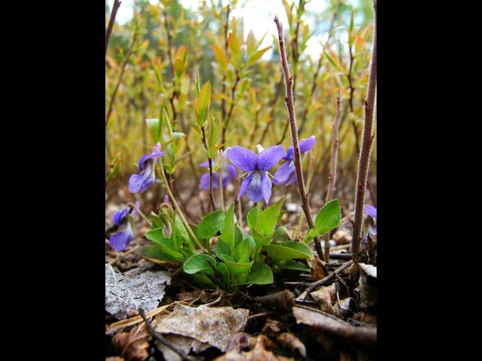 Violette éperon crochu(Viola adunca)_3