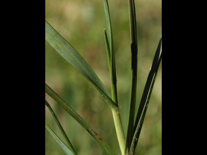 Danthonie épi(Danthonia spicata)_4