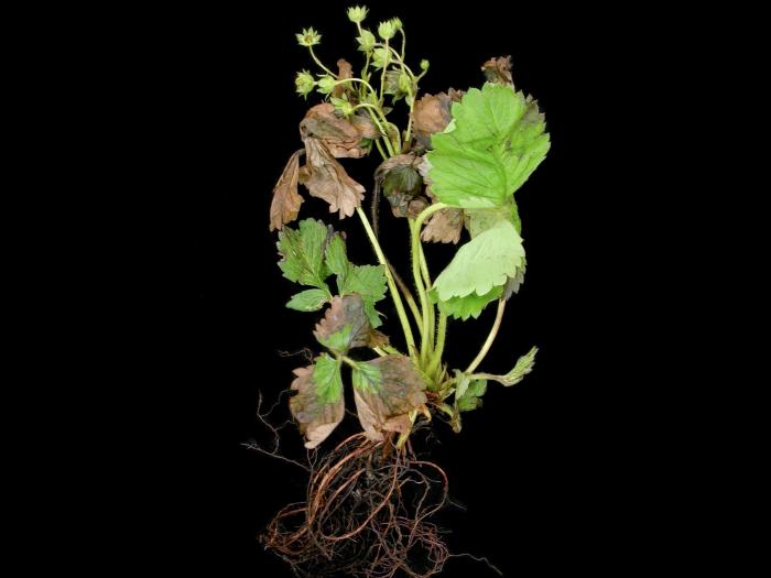 Fraise - terbacil (5)_1