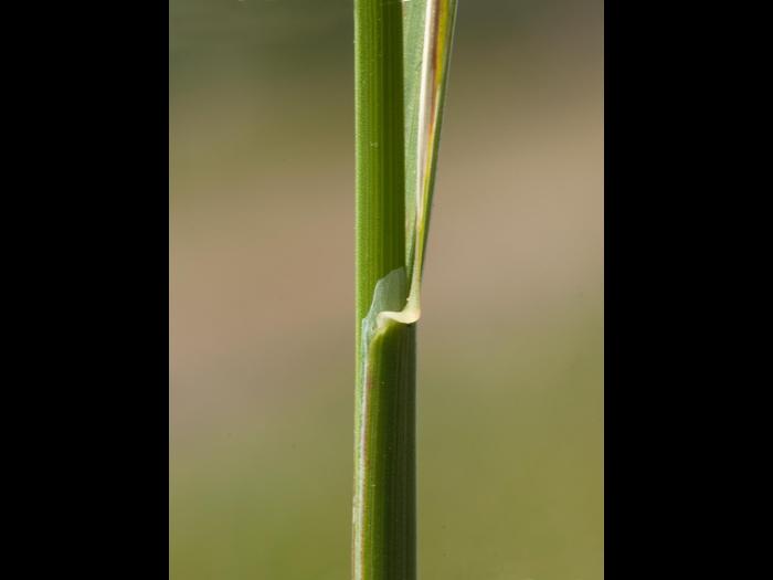 Pâturin comprimé (Poa compressa)_5