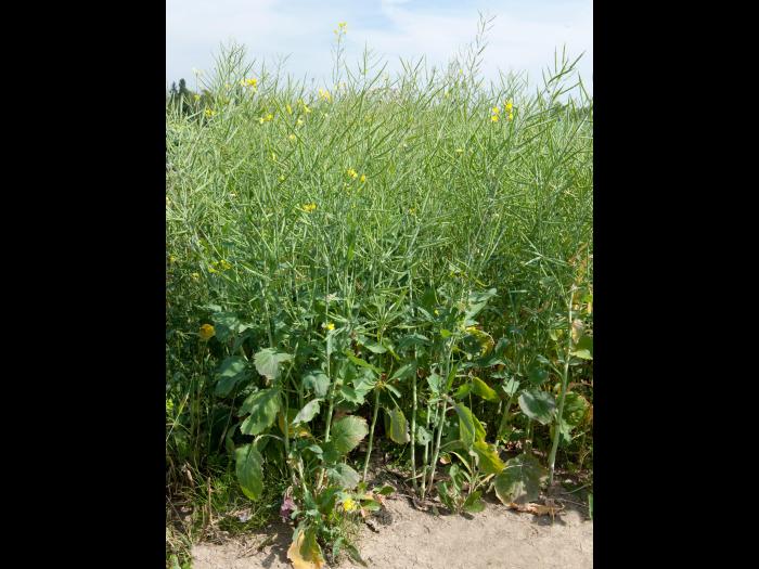 Canola(Brassica napus)_3