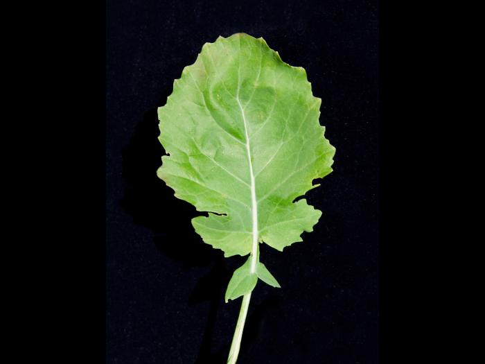 Canola(Brassica napus)_7