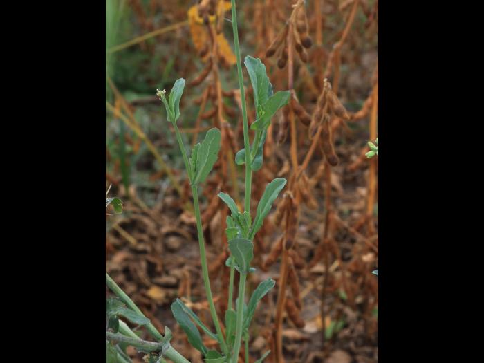 Canola(Brassica napus)_18