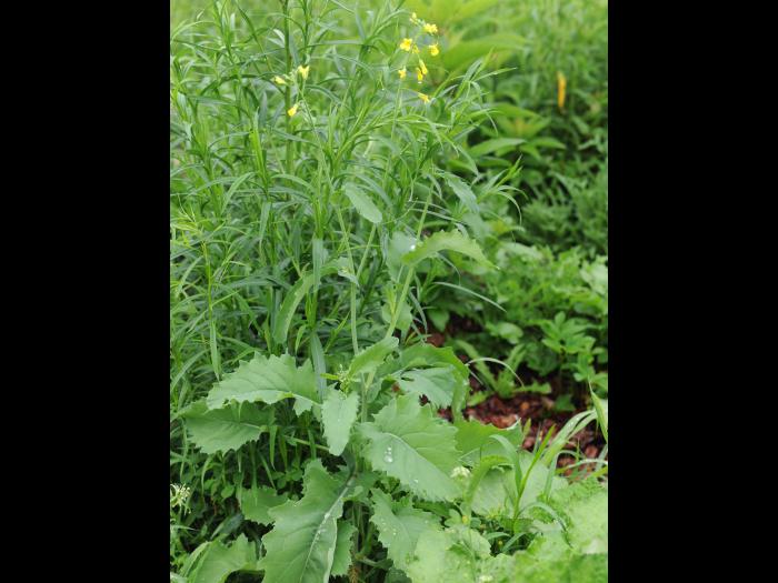 Canola(Brassica napus)_19