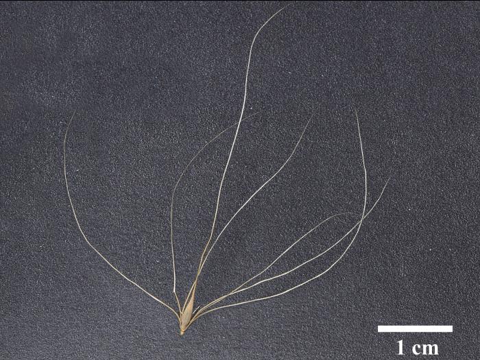 Orge queue-écureuil (Hordeum jubatum)_8