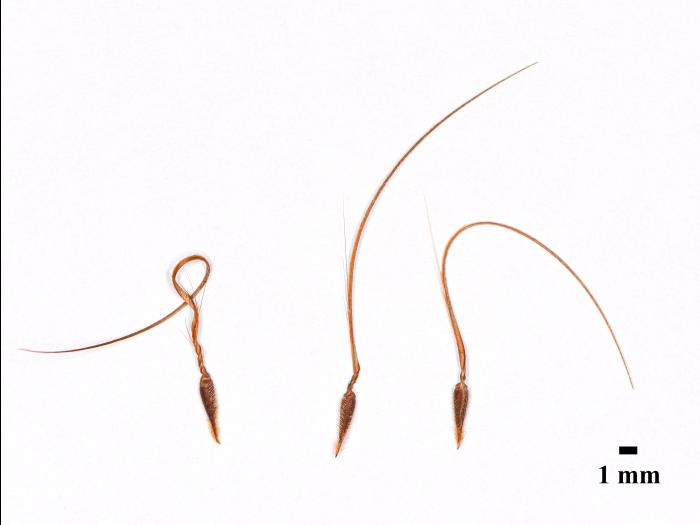 Érodium cicutaire (Erodium cicutarium)_16