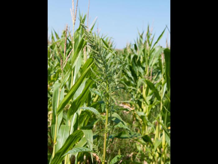 Amarante tuberculée(Amaranthus tuberculatus)_16