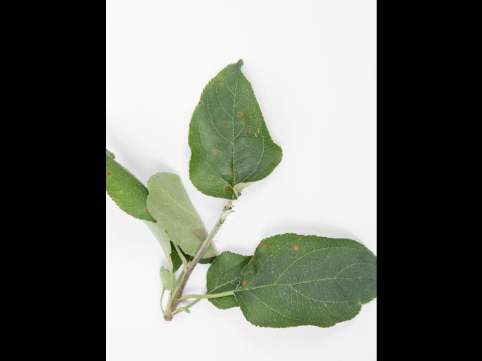 Pomme - sulfentrazone (14)_1