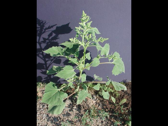 Ive feuilles lampourde (Cyclachaena xanthiifolia)_1