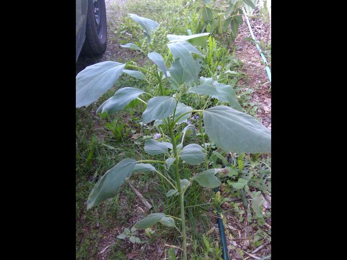 Ive feuilles lampourde (Cyclachaena xanthiifolia)_10