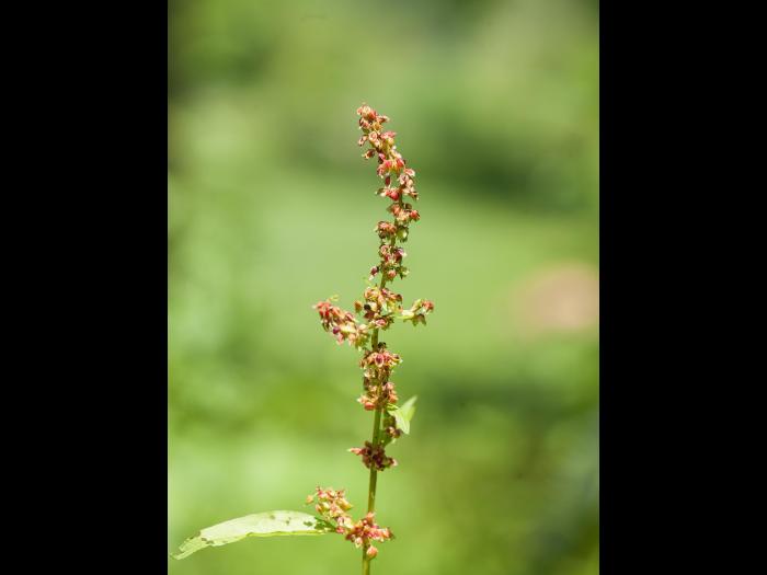 Patiente feuilles obtuses (Rumex obtusifolius)_1