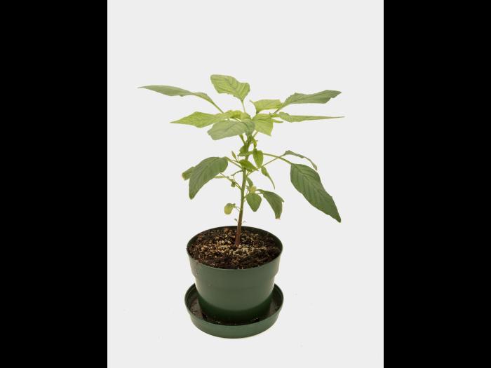 Amarante de Palmer(Amaranthus palmeri)_11