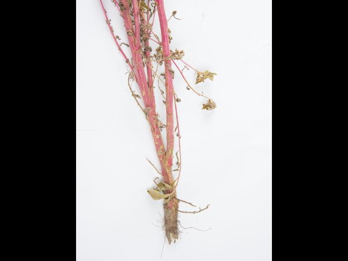 Kochia balais (Bassia scoparia)_5