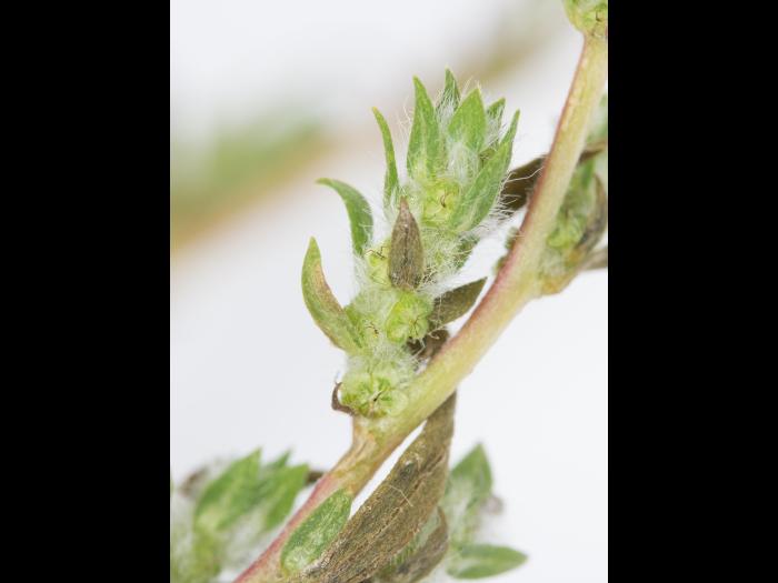 Kochia balais (Bassia scoparia)_6