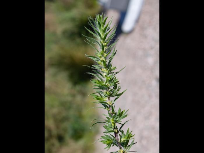 Kochia balais (Bassia scoparia)_19