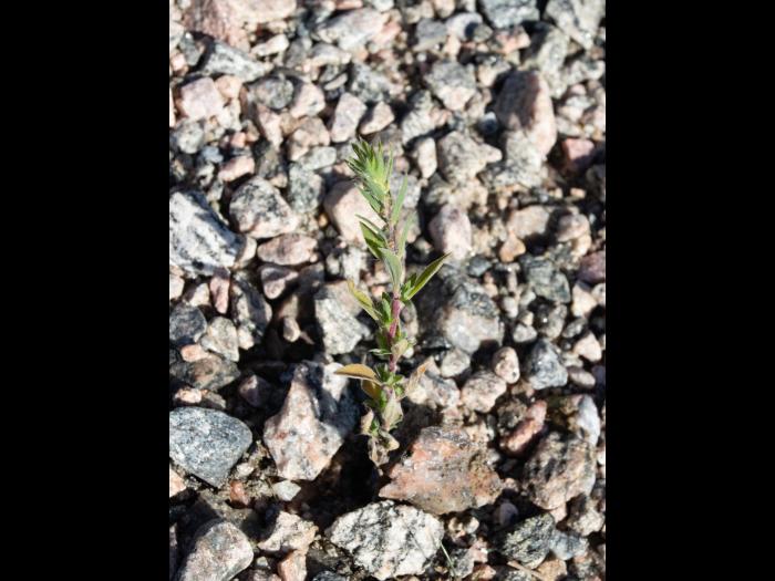 Kochia balais (Bassia scoparia)_23