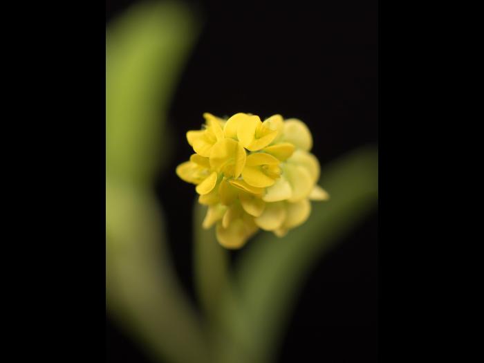 Luzerne lupuline (Medicago lupulina)_1