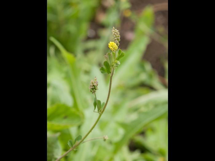 Luzerne lupuline (Medicago lupulina)_6