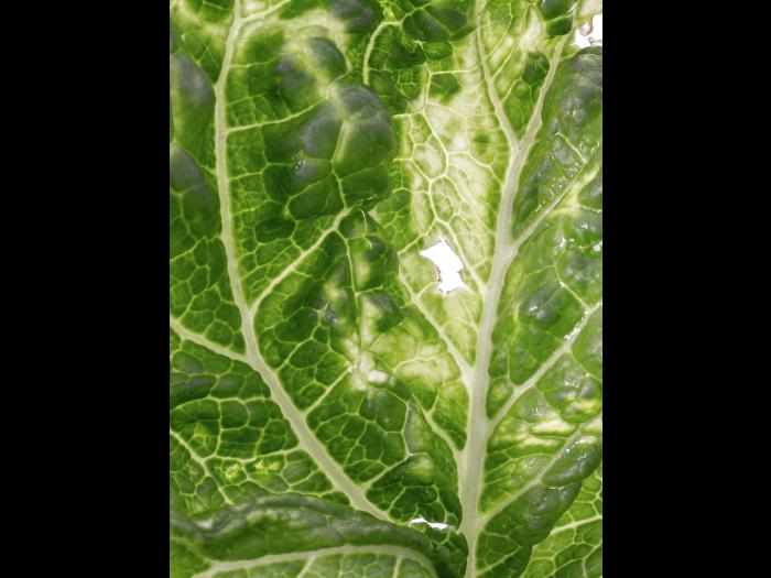 Chou chinois - linuron (5)_5