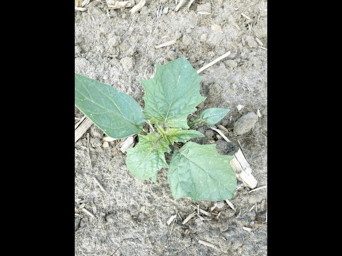 Stramoine commune(Datura stramonium)_3