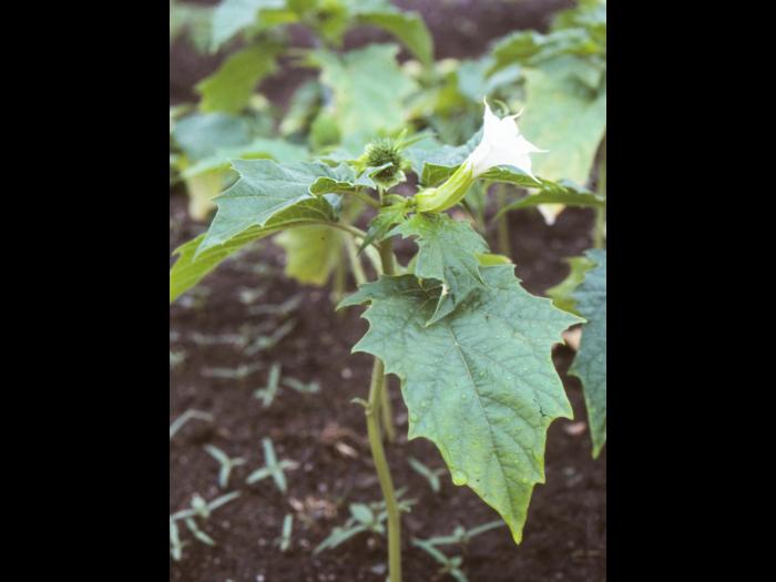 Stramoine commune(Datura stramonium)_7