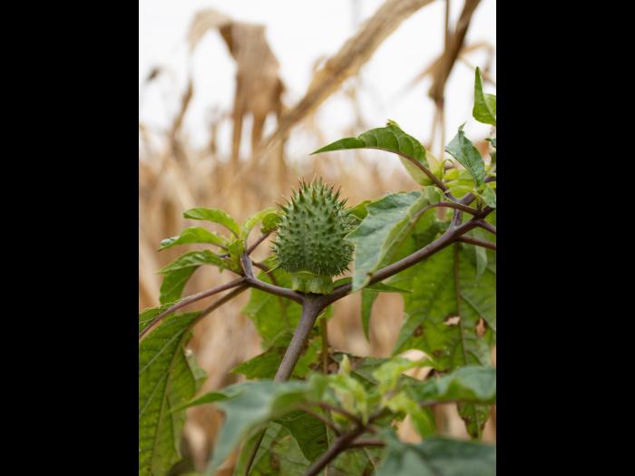 Stramoine commune(Datura stramonium)_18