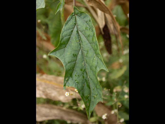 Stramoine commune(Datura stramonium)_19