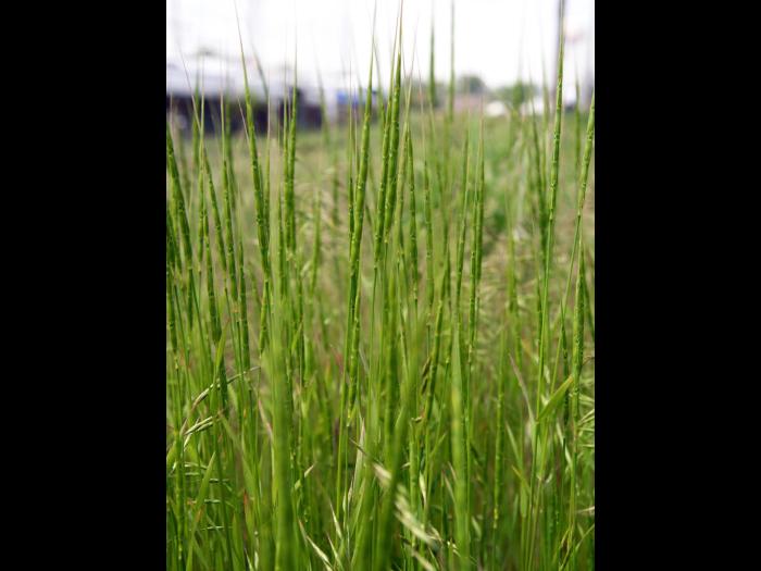 Égilope cylindrique(Aegilops cylindrica)_1