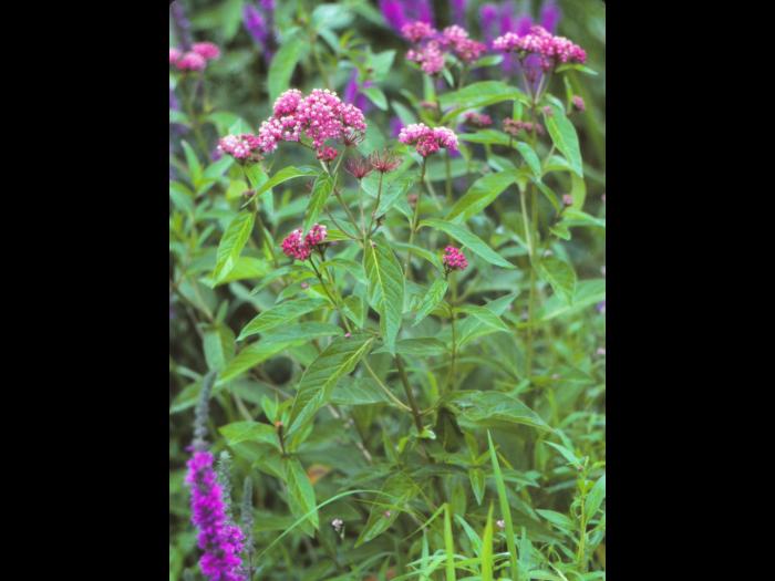 Asclépiade incarnate(Asclepias incarnata)_1