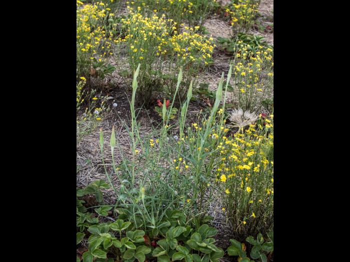 Salsifis majeur (Tragopogon dubius)_1